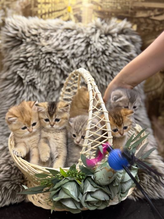 Шотландські кошенята