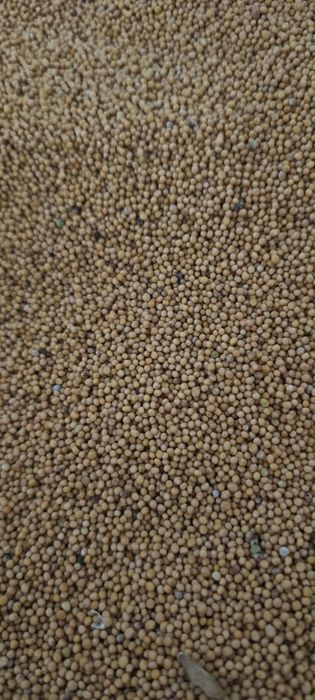 Продам гірчицю 2026, сидерат, насіння