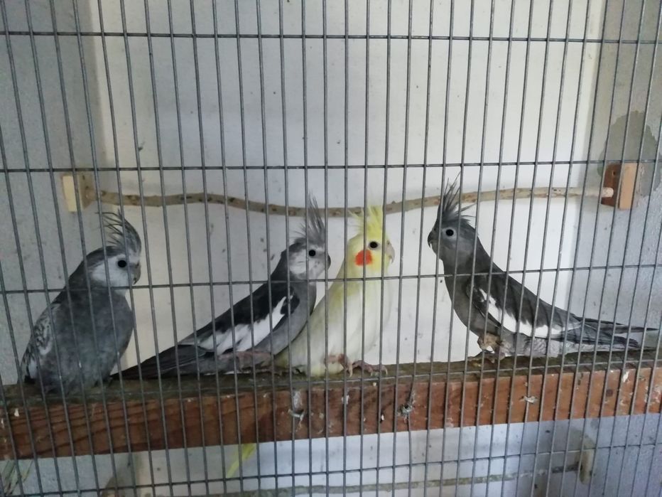 Caturras várias idades