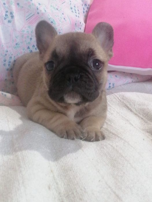 Bulldog francês red fawn