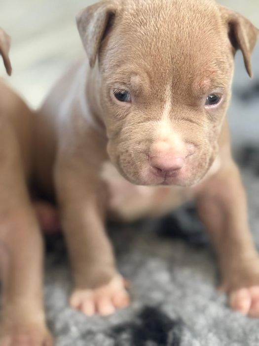 American bully xl ABKC