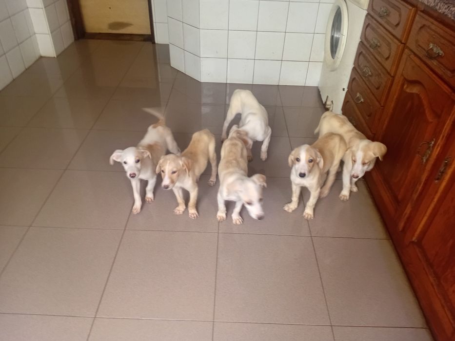 Ninhada de seis cachorros para adoção