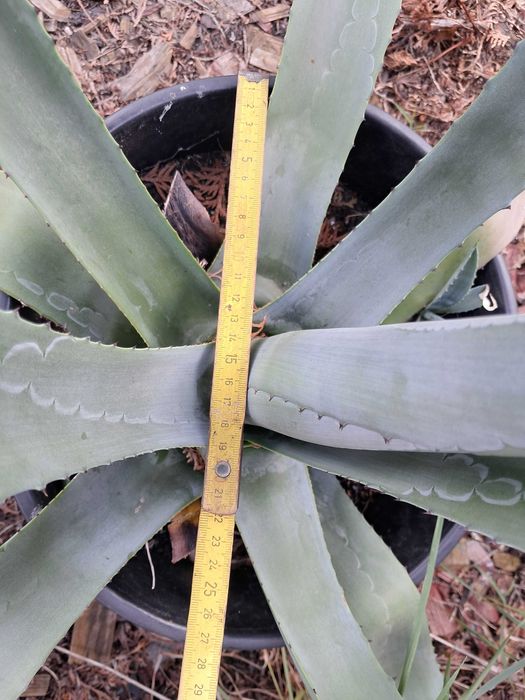 Agawa Duża Roślina Ogród