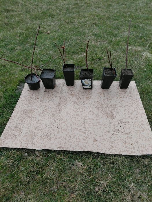 Sadzonki jeżyna bez kolcowa duża