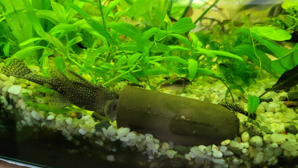 Zbrojnik niebieski - glonojad