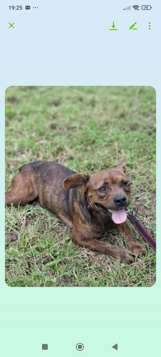 Kochany słodziak Ravel