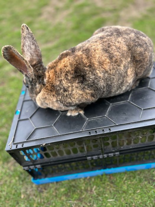 Samica Rex Japoński