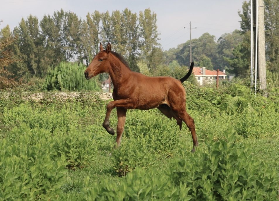 Poldro lusitano puro 3 meses