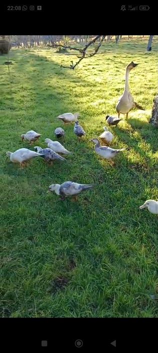 Patos mudos jovens