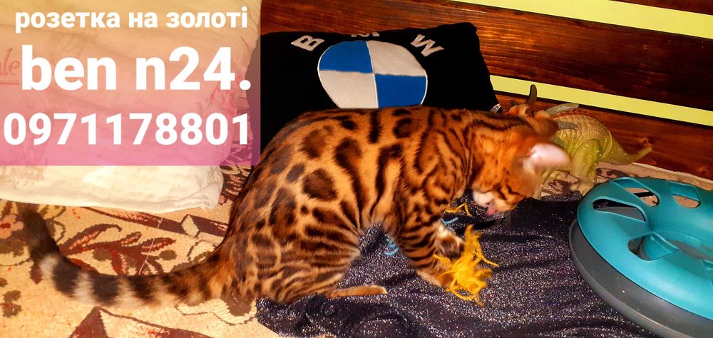 Початок літа час придбати міні-леопардочку