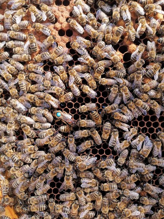 Rodziny Pszczele - Krainka, ramka wielkopolska