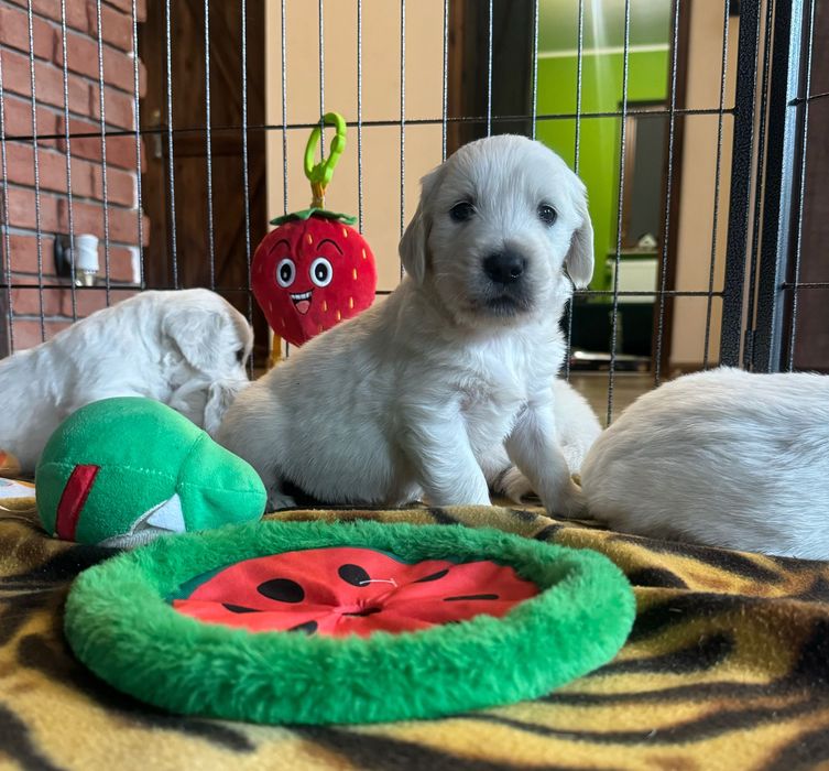 Golden retriever z rodowodem FCI ZKWP