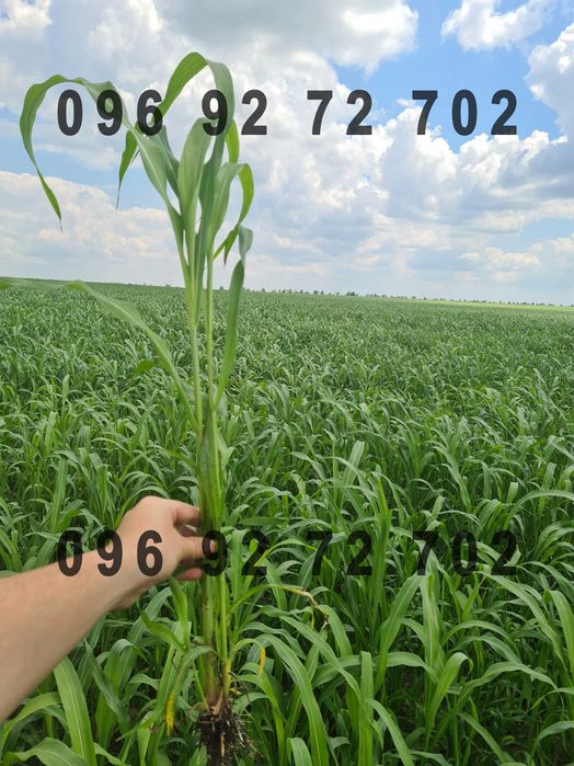 Качественные семена Суданки от Производителя!