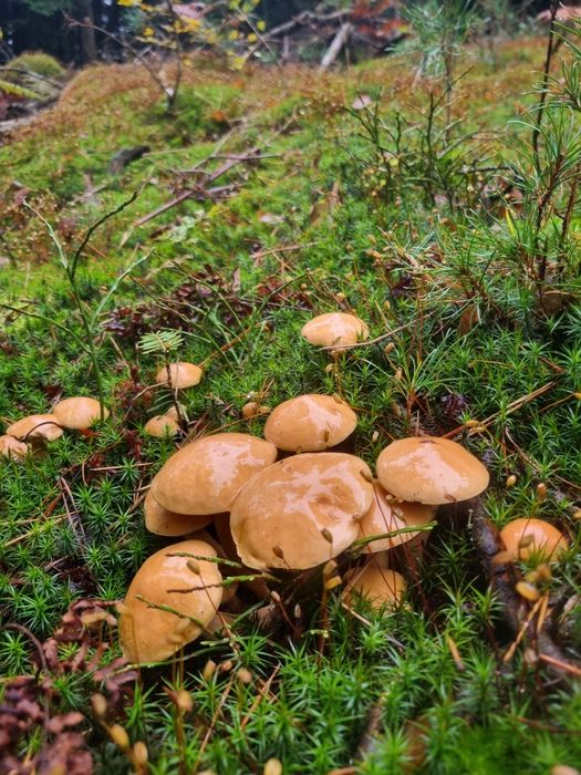 Grzyby suszone I marynowane w zalewie