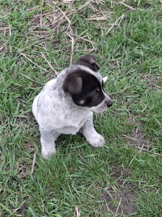 Отдам щенка девочка 2 месяца