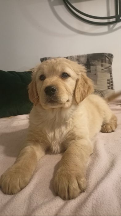 Golden retriever
