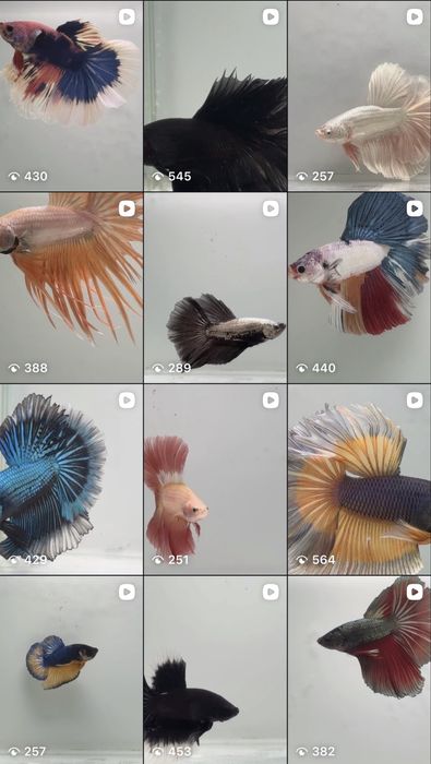 Diversidade de Bettas importados