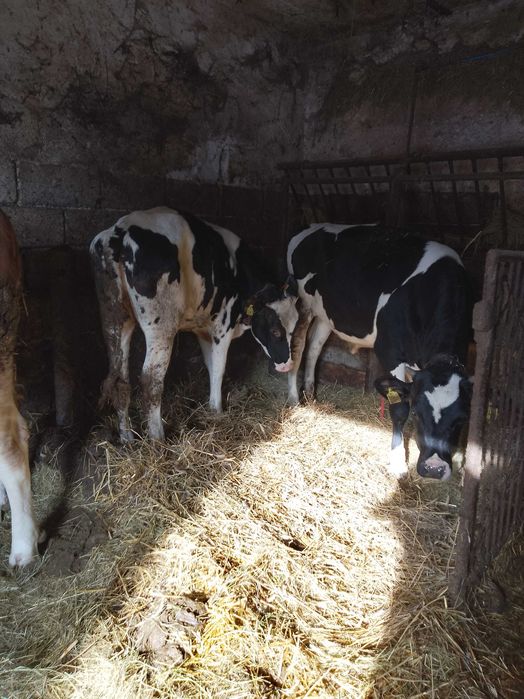 Sprzedam Jałówki Mleczne 2szt.