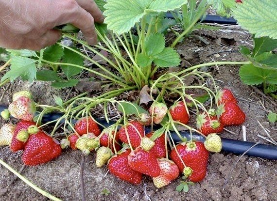 Пропоную до продажу якісні пагони полуниці сорту “Альба”