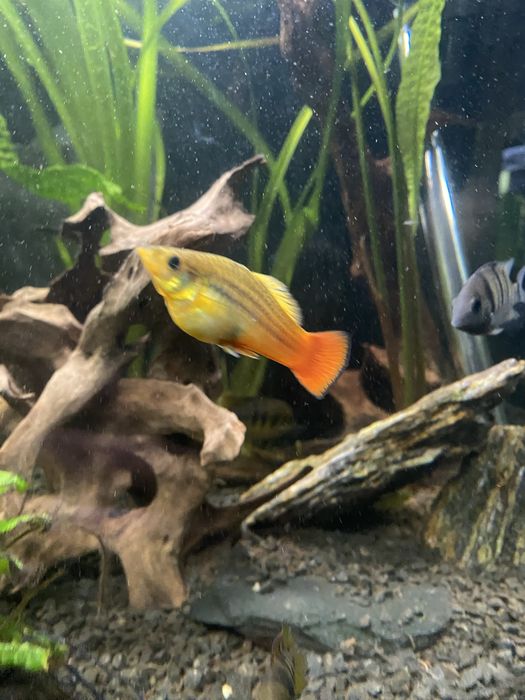 Zmienniak wielobarwny Variatus Multicolor- Platka Łódź Polesie • OLX.pl