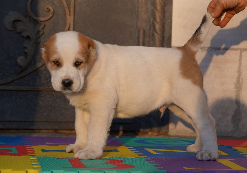 Цуценята середньоазіатської вівчарки, алабай