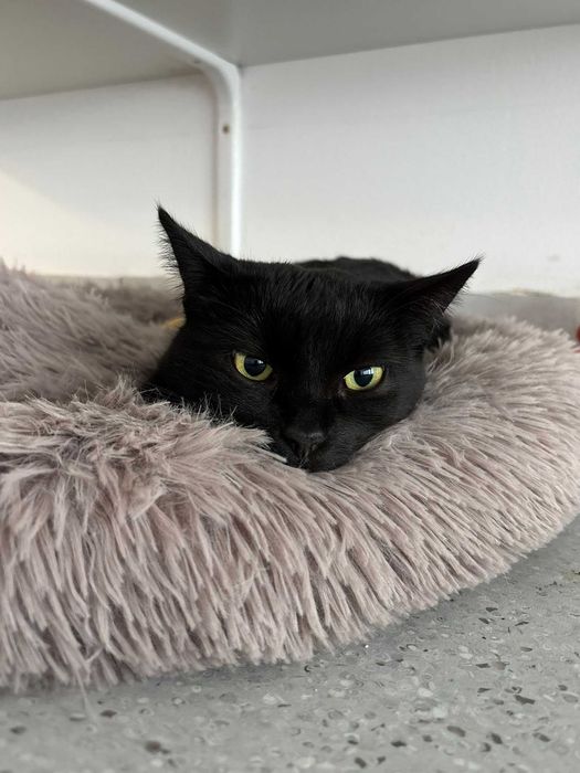 Nieśmiała Marylka poleca się do adopcji