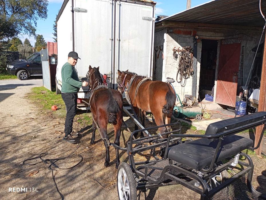Parelha de pôneis com 4 anos ambos