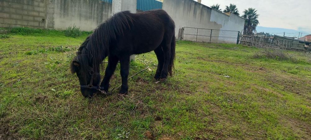 Poney  mansinho  bem engatado e montado