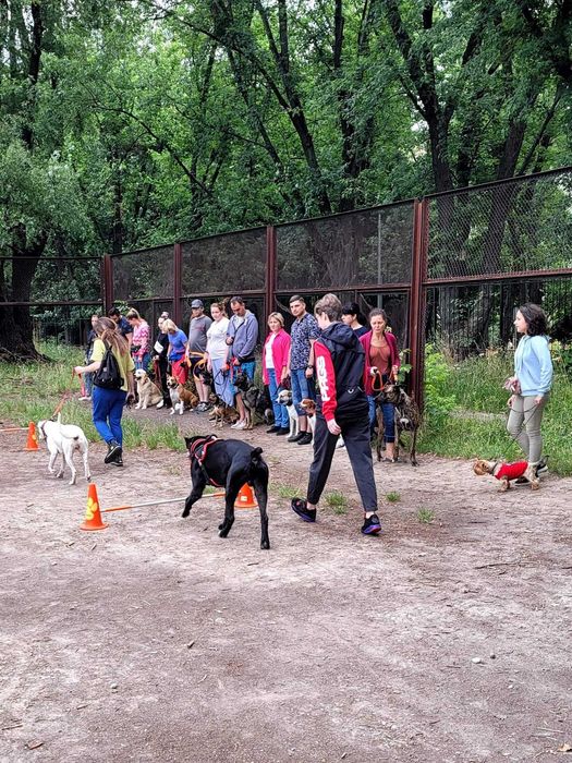Вигул песиків Київ центр