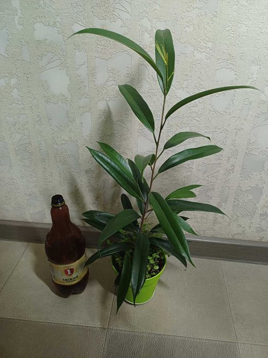 Фікус Амстел Кінг Мокламе Алі Ірен Амстел Голд різні