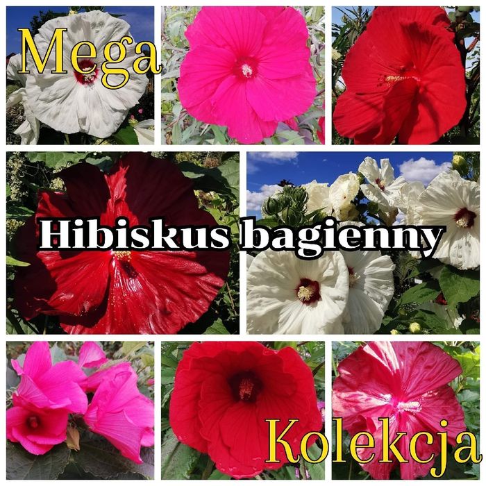 Hibiskus bagienny - MEGA KOLEKCJA - olbrzymi kwiat