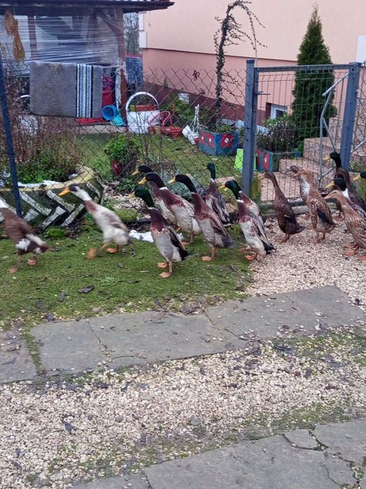 Kaczki bieguski  150 zł  para sprzedam