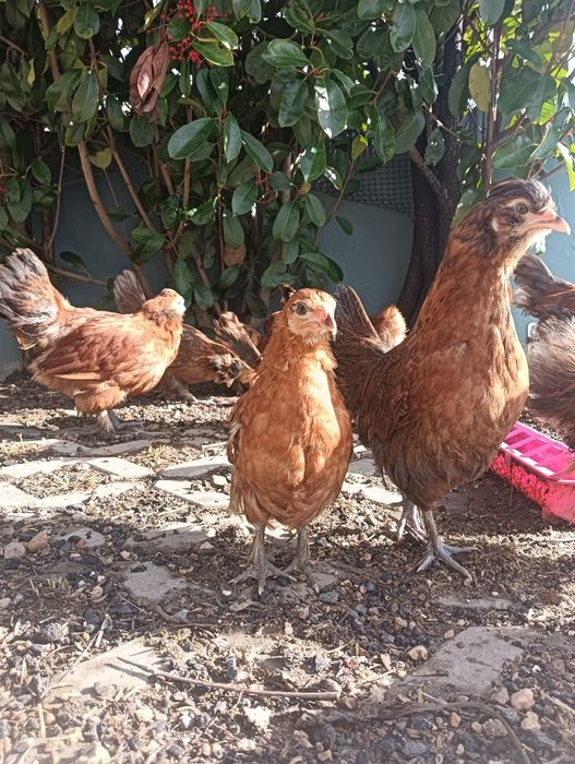 Frangos várias raças