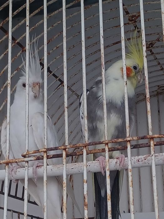 Aves varias casais