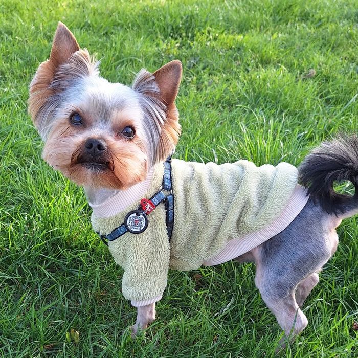 В'язка  йоркшиського тер'єра