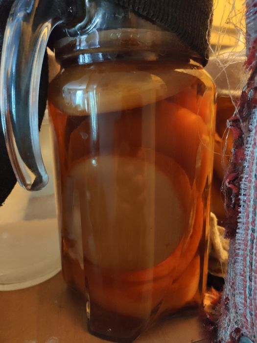 WYPRZEDAŻ grzybek kombucha
