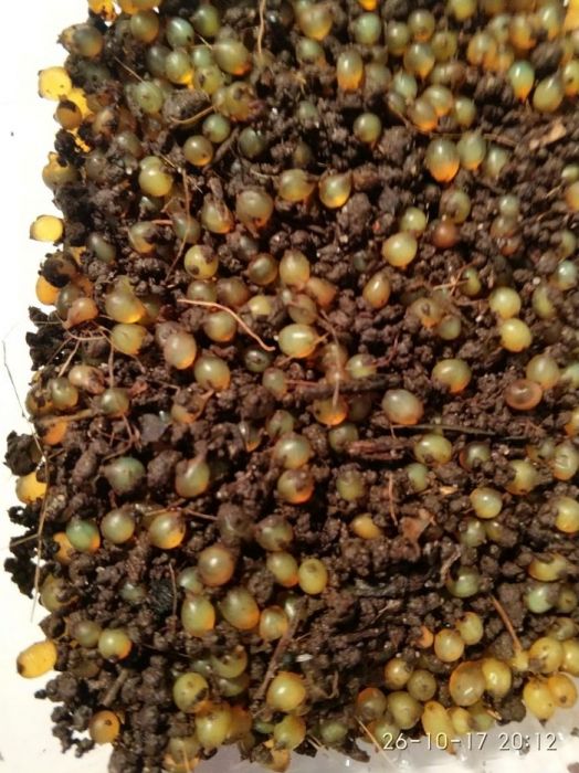 Хробаки для риболовлі та виробництва біогумусу