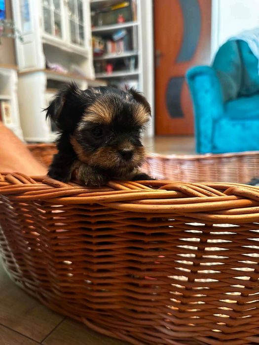 yorkshire suczka terrier rodowód