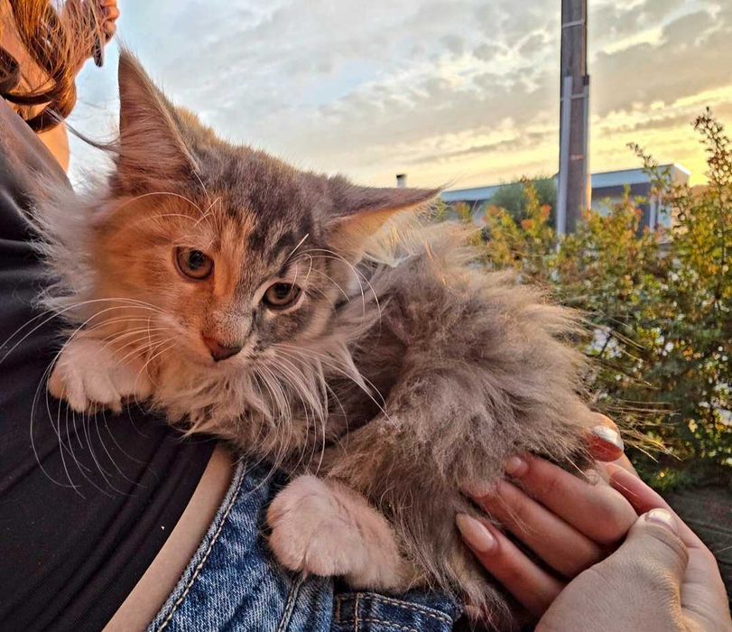 Gatinho bosques da noruega