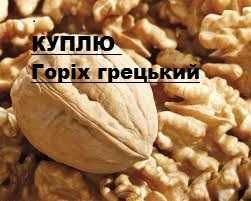 Горіх грецький 2025року