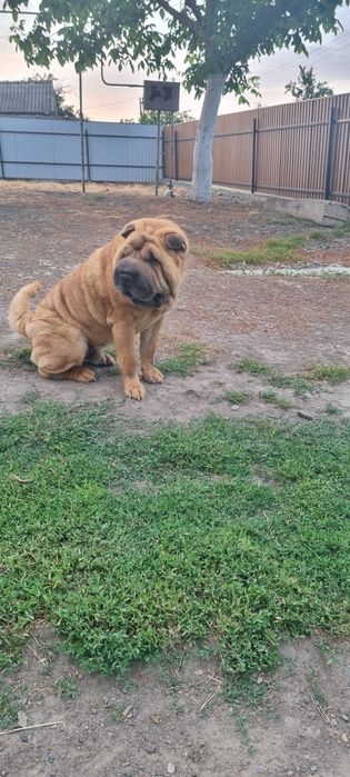 В'язка(злучка)Шарпея