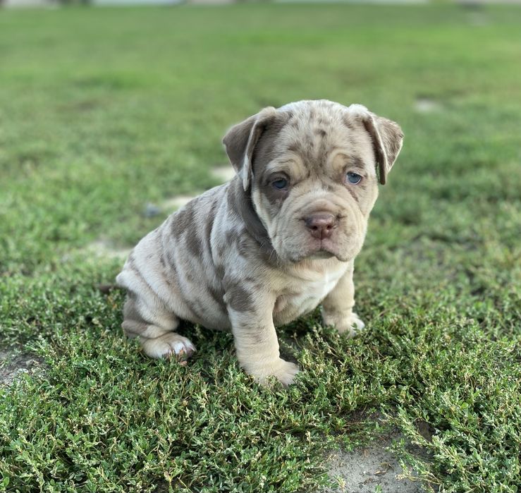American Bully Pocket