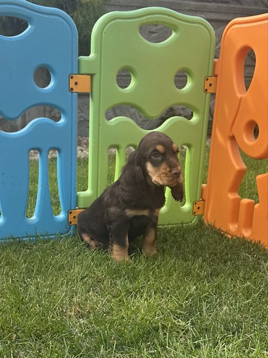 Szczeniak Cocker Spaniel Angielski - Chłopiec Czekoladowy