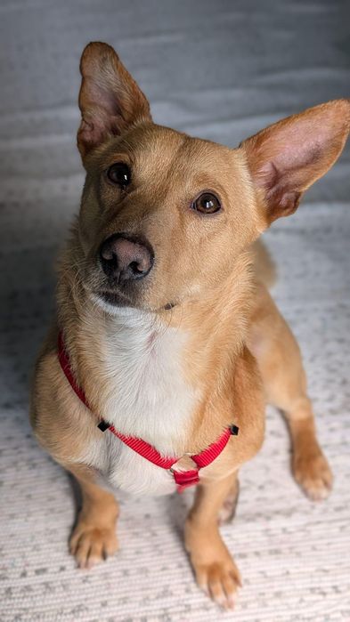Cão pequeno e meigo