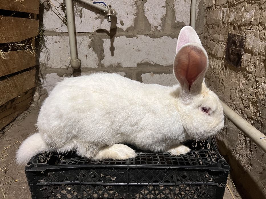 Продавм кроля на племя