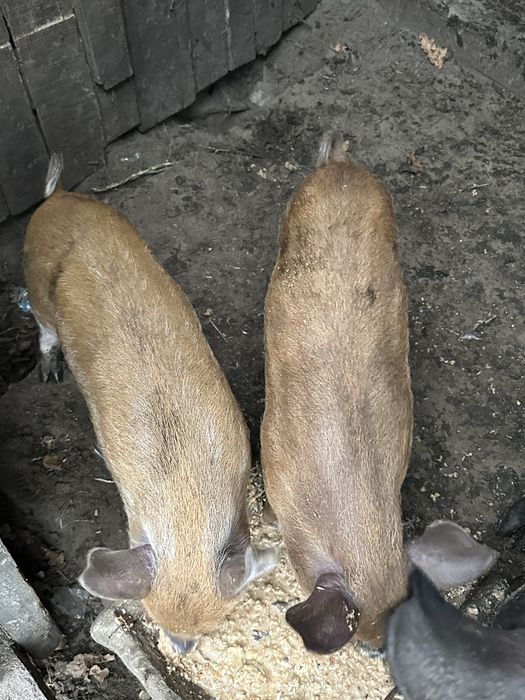 Продам поросят (свині)— помісь в’єтнамської свині та дикого кабана