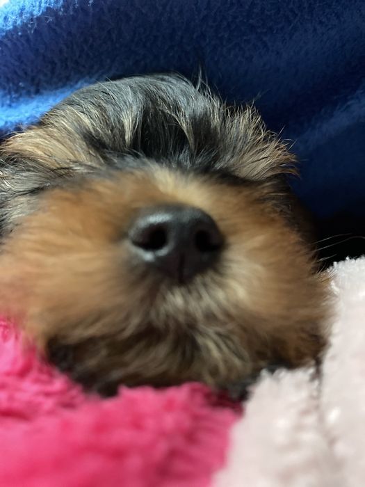 Цуценятки йоркширського тер'єра хлопчик та дівчинка