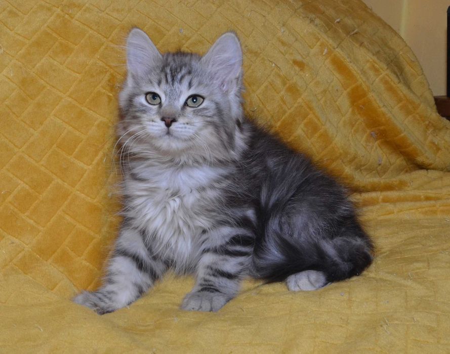Rodowodowy kot syberyjski * kocurek Dallas * rodowód FPL/FIFE