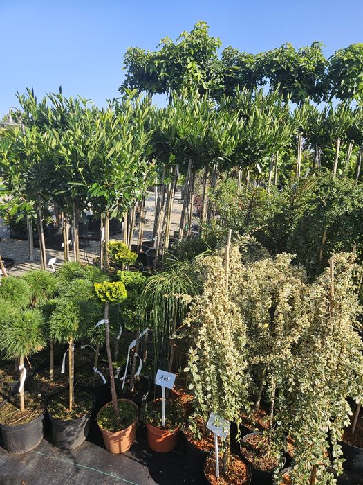 Tuja szmaragd 60-70cm,80-95,110-125cm