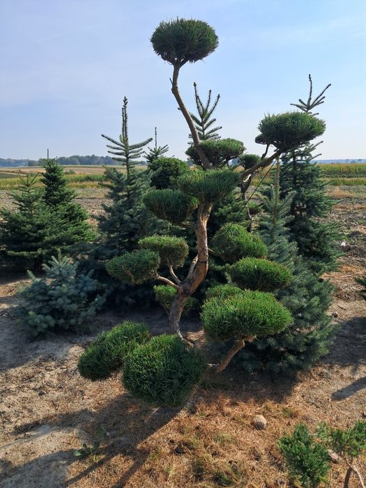Bonsai, szczepy i choinki